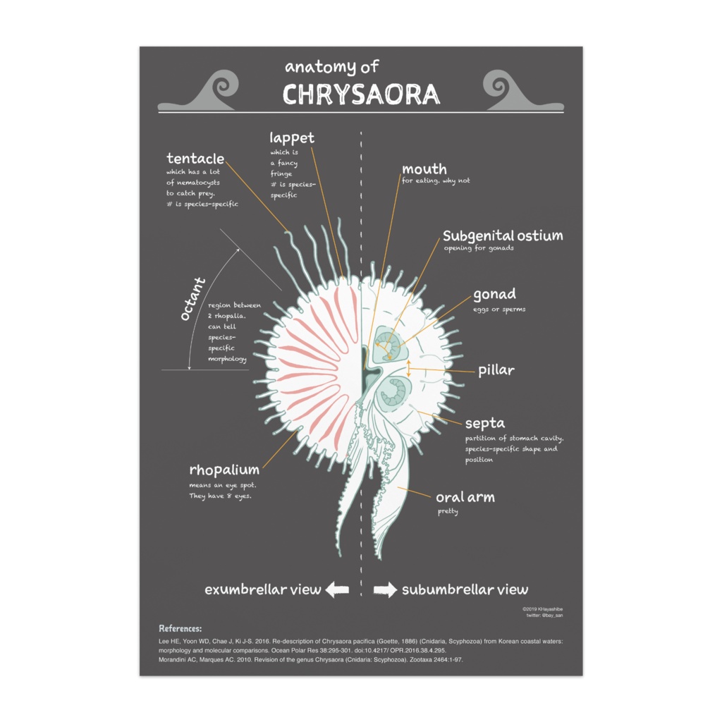 "Anatomy of Chrysaora" poster