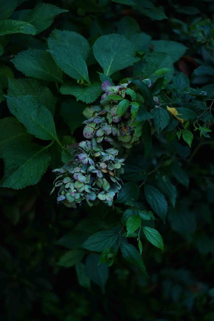 図録「ふたり」