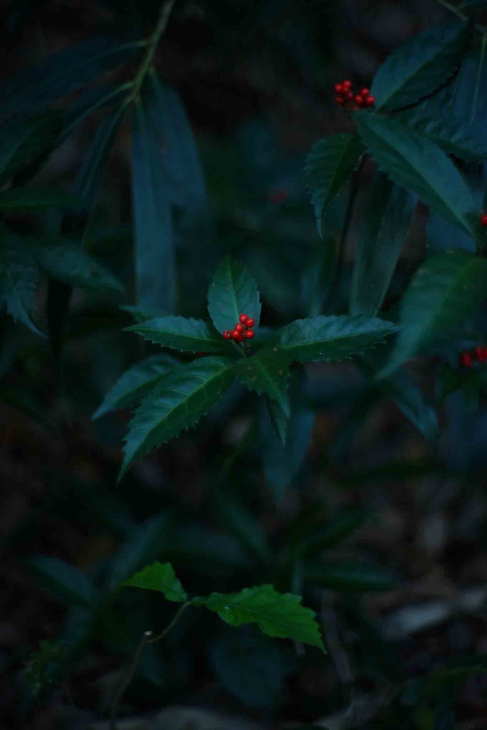 図録「ふたり」