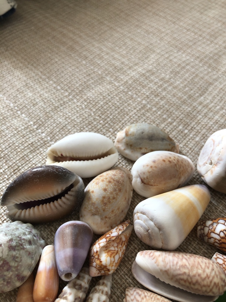 ๐ๆตทใใใฎใใใใใฎ๏ผ่ณผๅ
ฅ่
ใใพใธ๐ใใพใ๏ผ