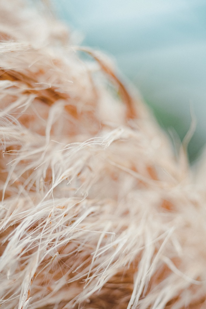 "Silver Grass" T-shirts