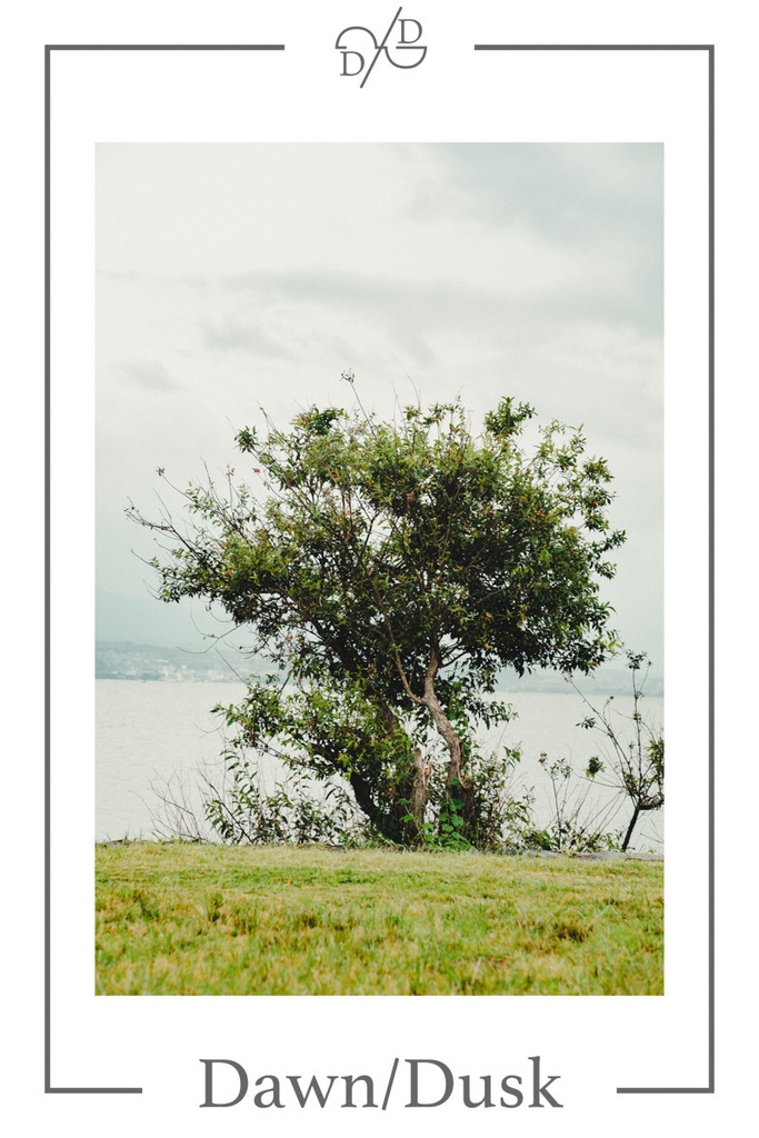 ”D&D TREE” Zipped Hoodie