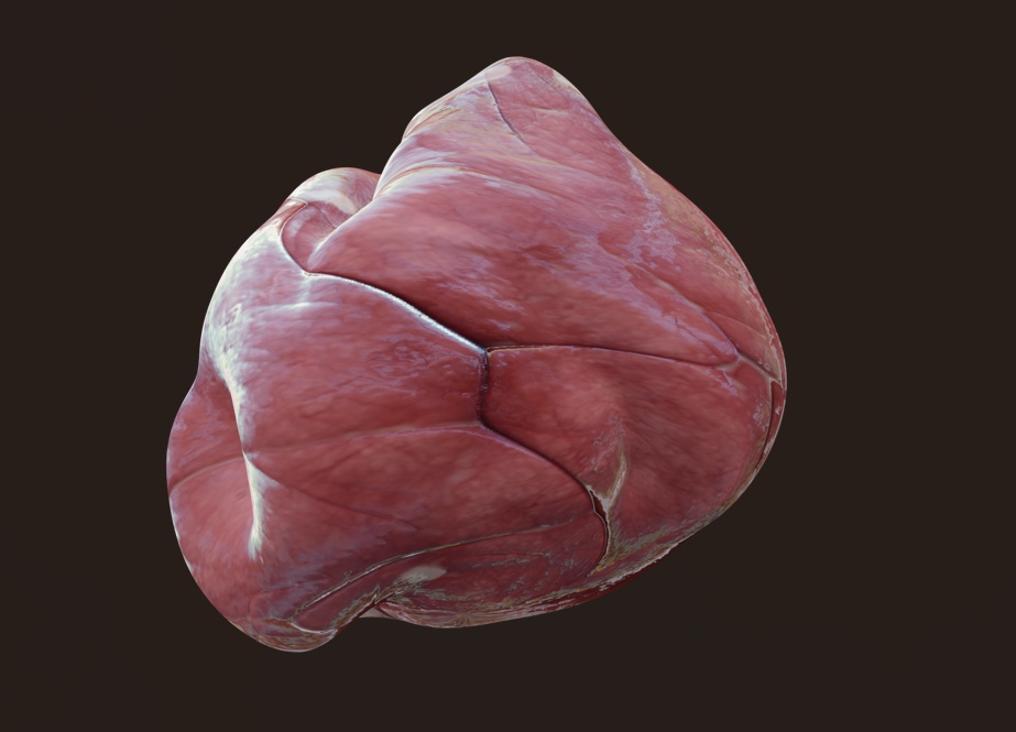 がん、皮膚細胞、皮脂、心臓 — 「Meat & Heart」医療用ゲームアセットパック