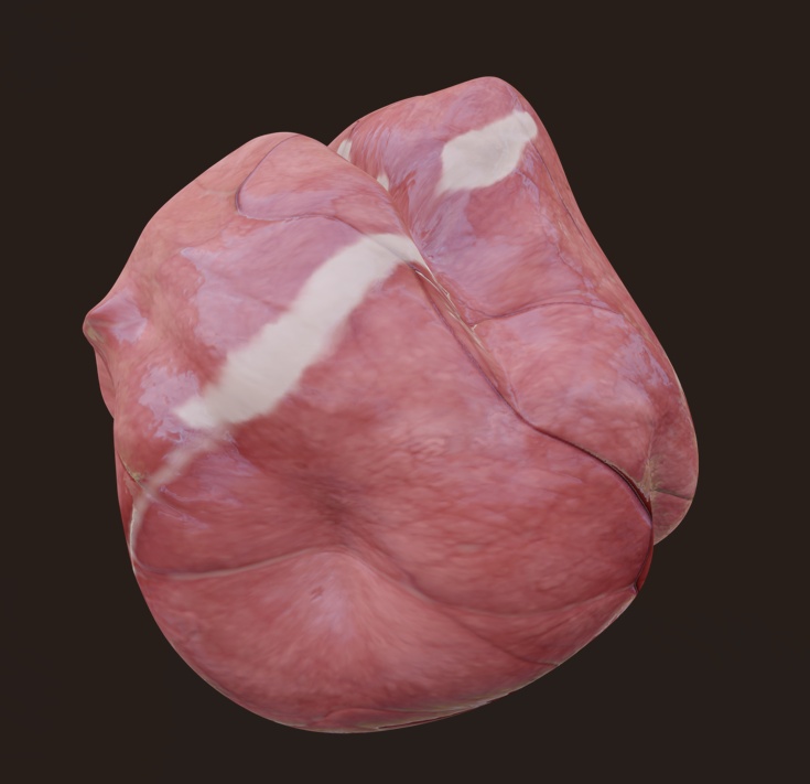 がん、皮膚細胞、皮脂、心臓 — 「Meat & Heart」医療用ゲームアセットパック