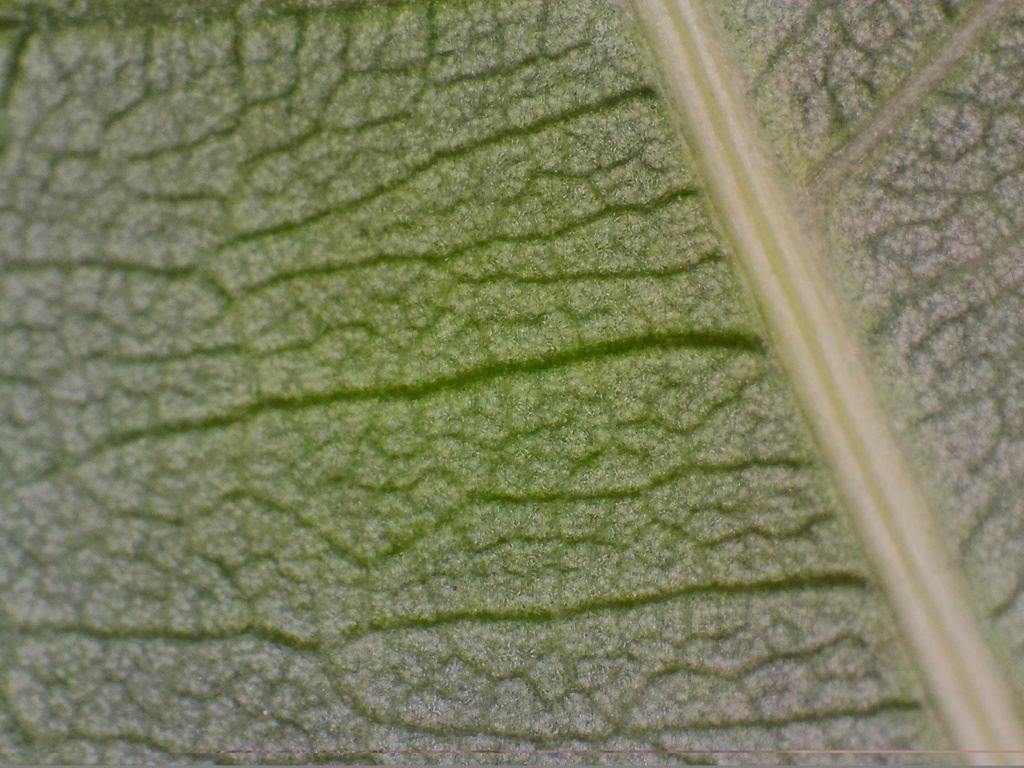 顕微鏡で見る葉の断面写真パック | 植物の細胞・組織の実写画像