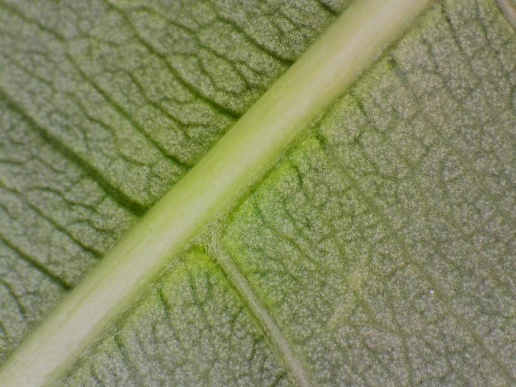 顕微鏡で見る葉の断面写真パック | 植物の細胞・組織の実写画像