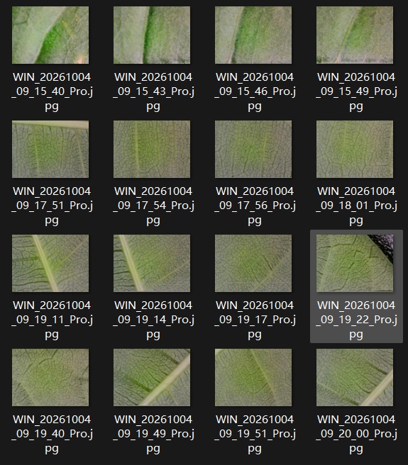 顕微鏡で見る葉の断面写真パック | 植物の細胞・組織の実写画像