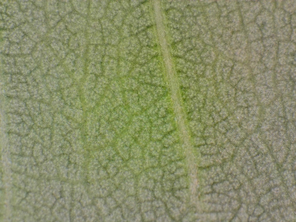 顕微鏡で見る葉の断面写真パック | 植物の細胞・組織の実写画像