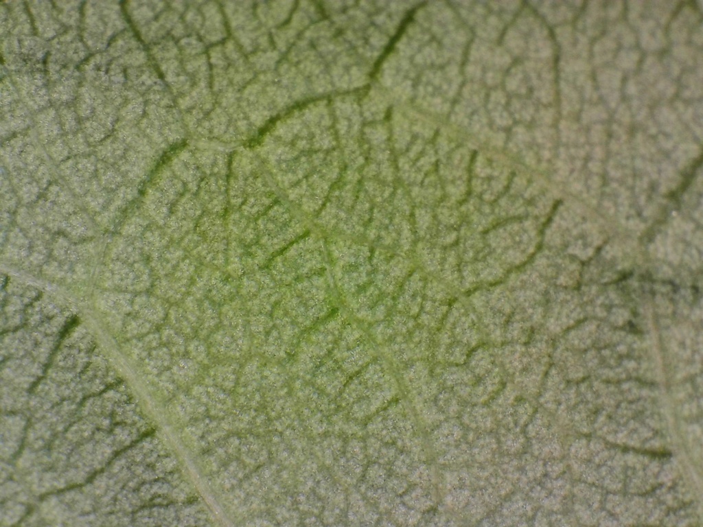顕微鏡で見る葉の断面写真パック | 植物の細胞・組織の実写画像