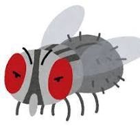 【VRChat】蠅パーティクル　（free）