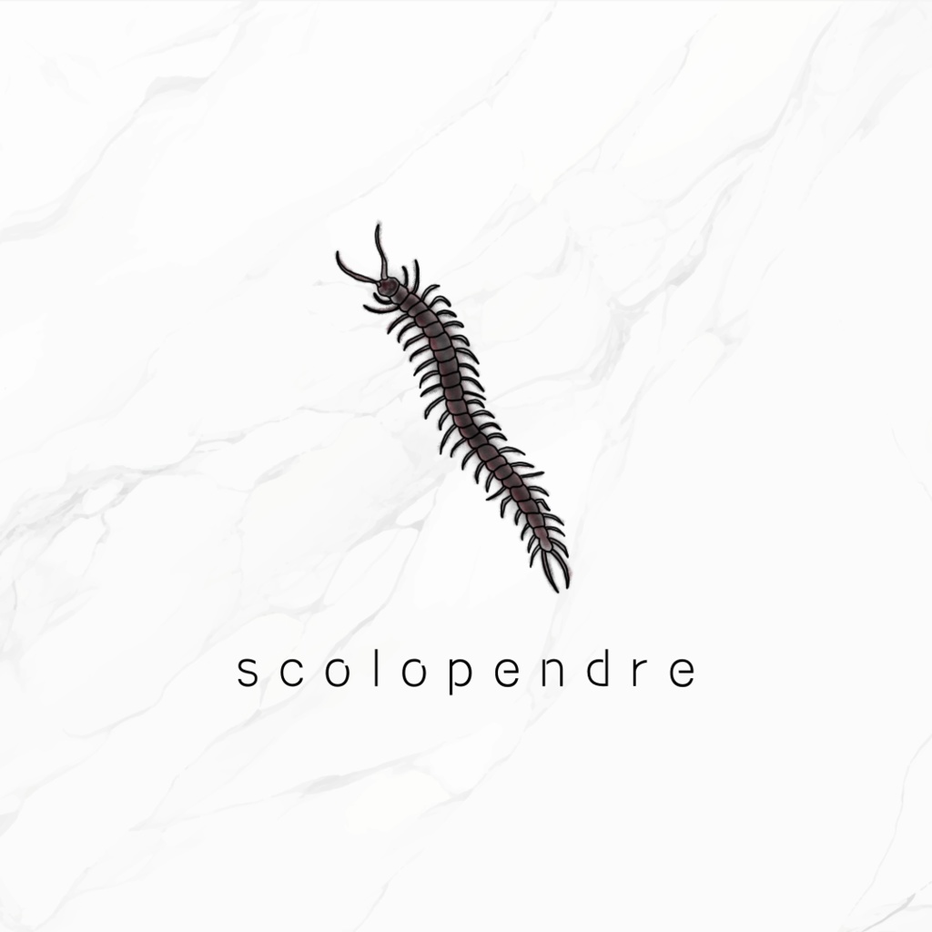 free tattoo『scolopendre』
