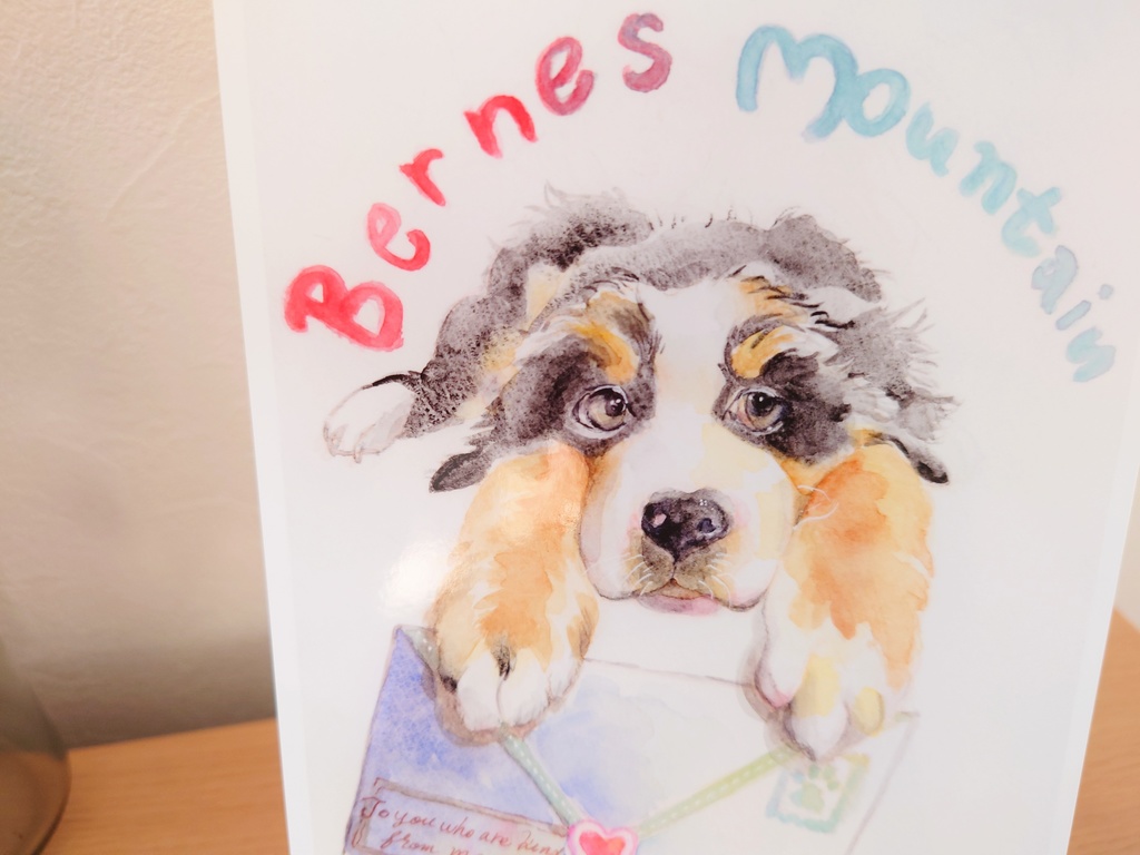 バーニーズマウンテン🐾𓃡