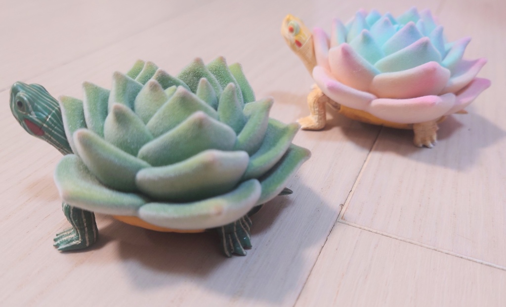 多肉植物亀