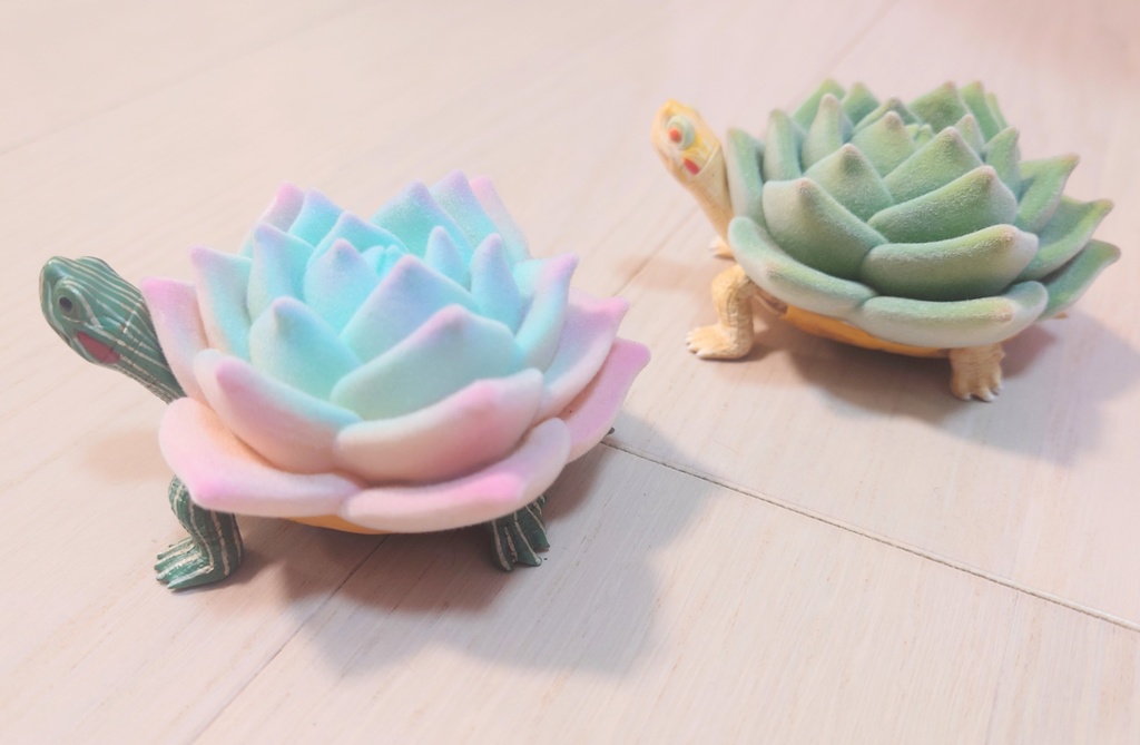 多肉植物亀