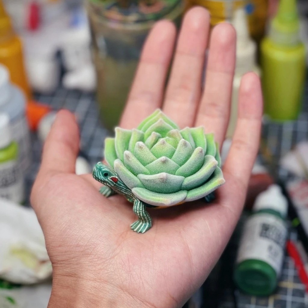 多肉植物亀
