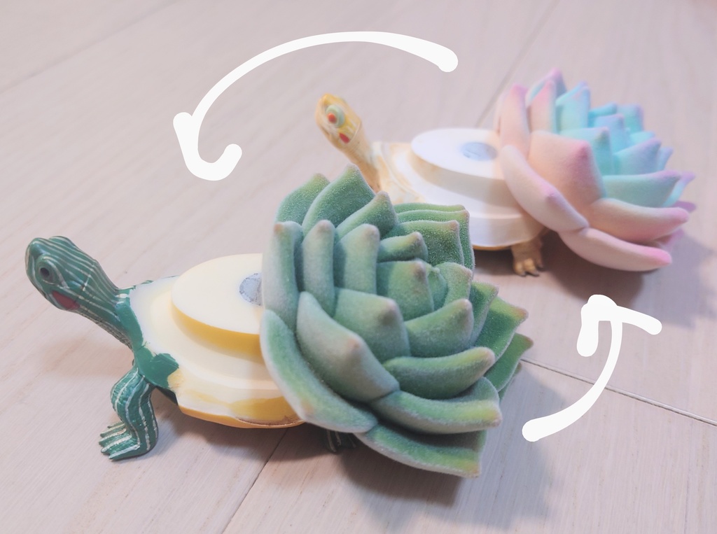 多肉植物亀