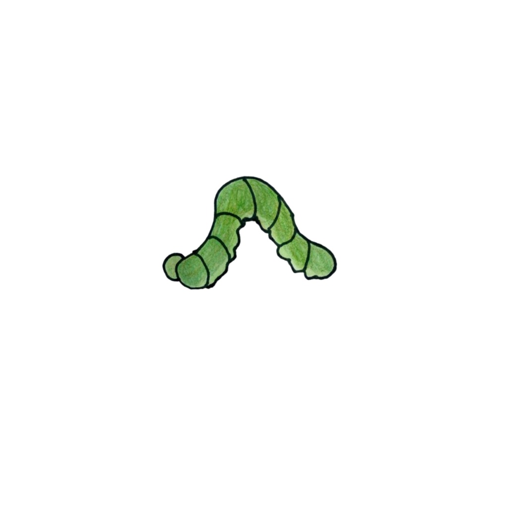うしろに何かついていますよ5点セット + 昆虫のみ5点
