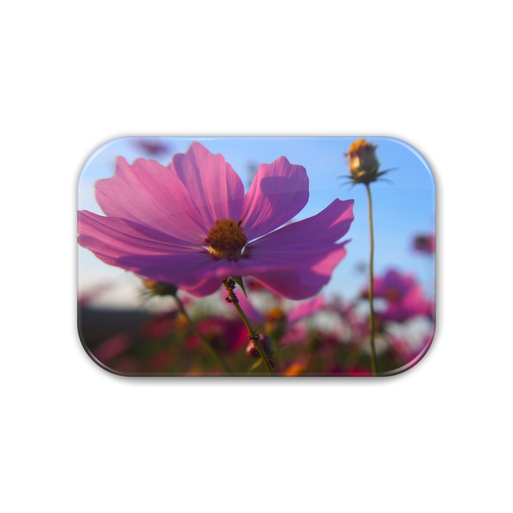 美しい缶バッジ