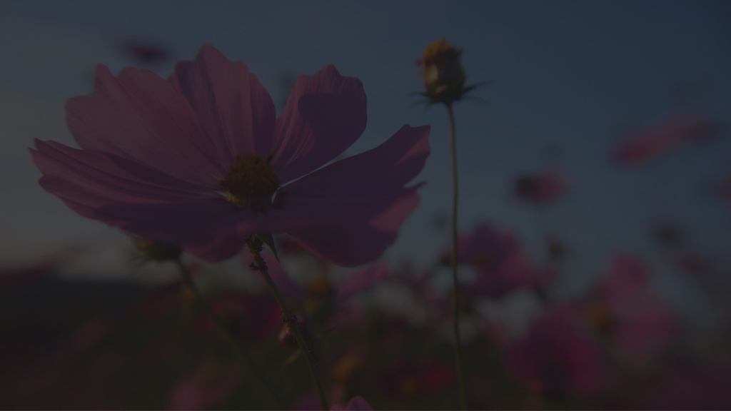 美しい花の画像