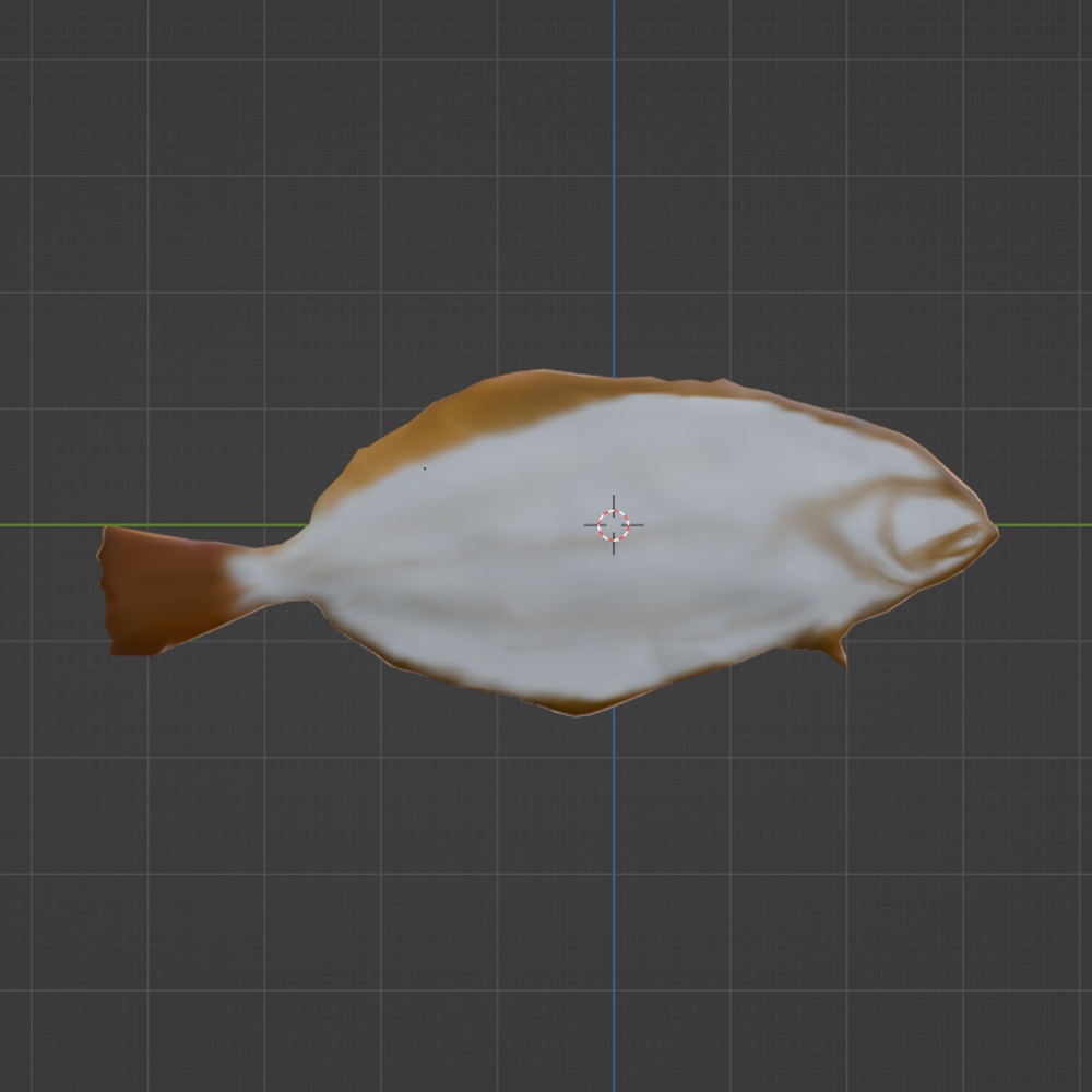 ヒラメ【VRChat想定】