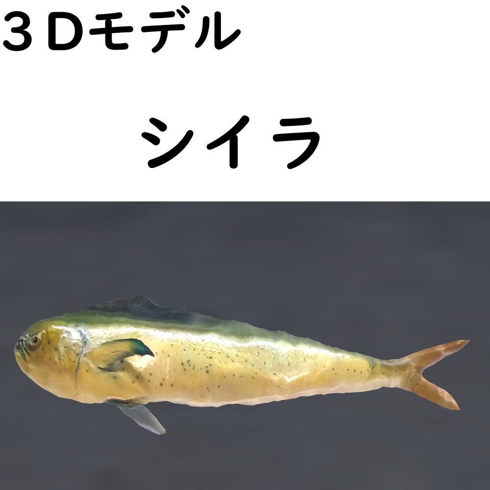 シイラ【VRChat想定】