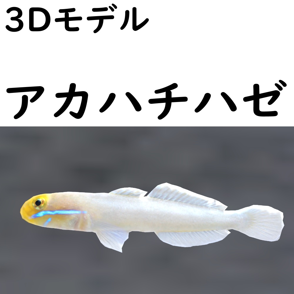 【48時間限定無料】アカハチハゼ【VRChat想定】