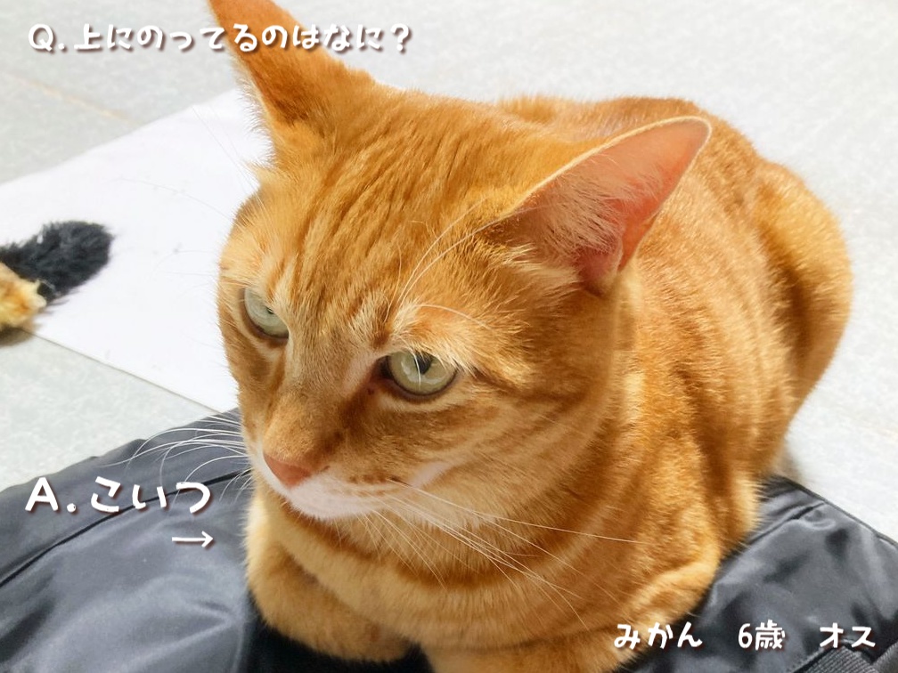 ミニチュアフード みかん(猫)の乗った鏡餅C