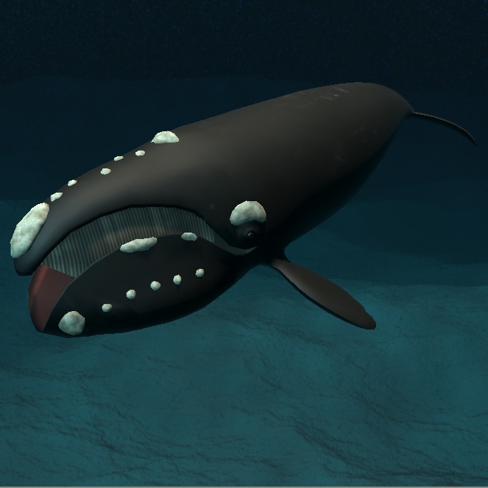 【３Ｄモデル】セミクジラ