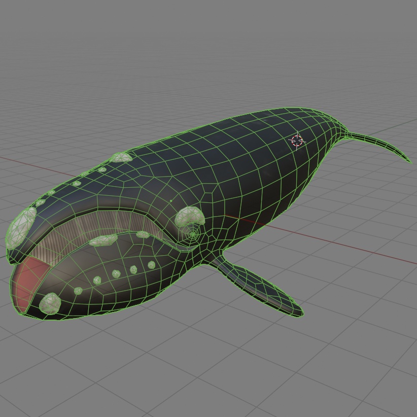 【3Dモデル】セミクジラ