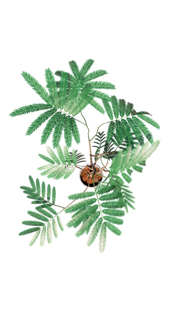 3Dモデル エバーフレッシュ