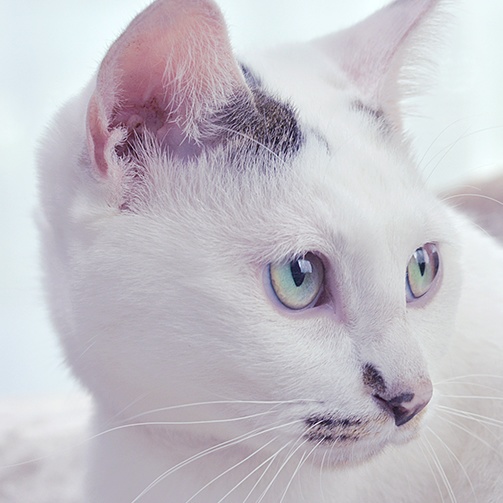 猫を信仰せよ