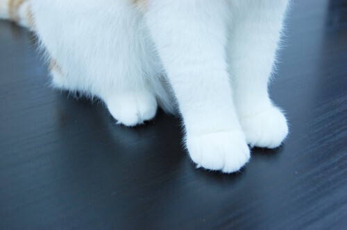 こいしゅ～のおもちゃ置き場