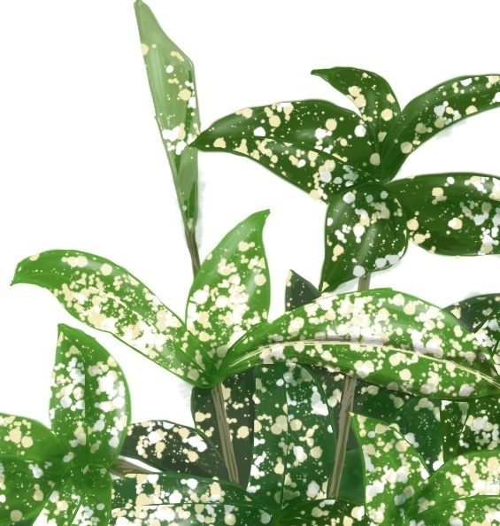 観葉植物イラスト素材