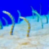ウニすでにおすし