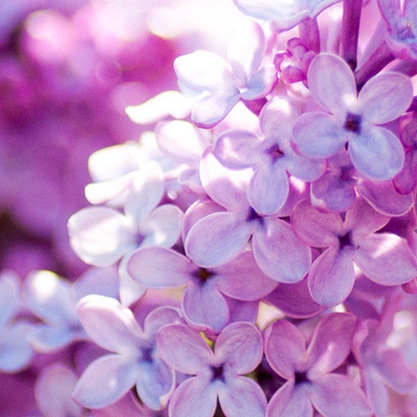 amethystmeadows
