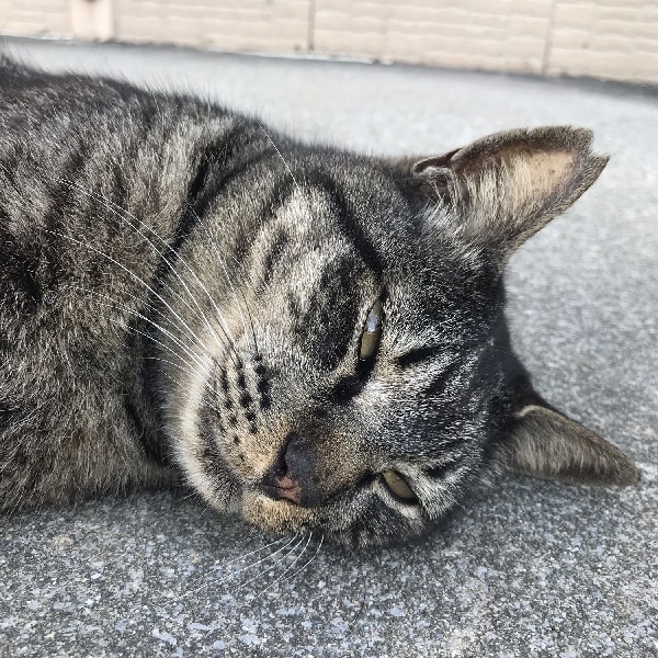 たけやんDD のお店