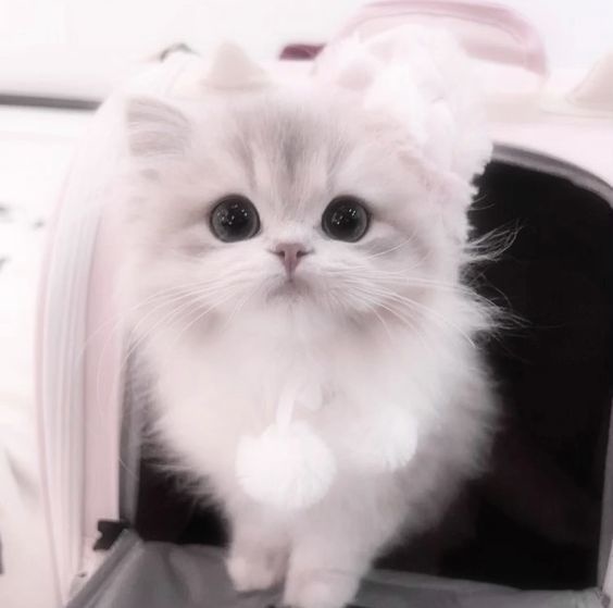 lovelier
