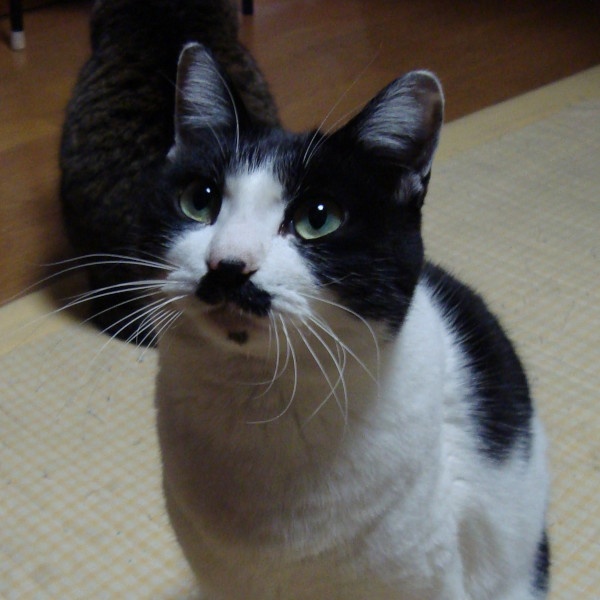 C爺亭　データ屋さん