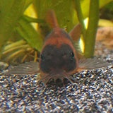 Shanya