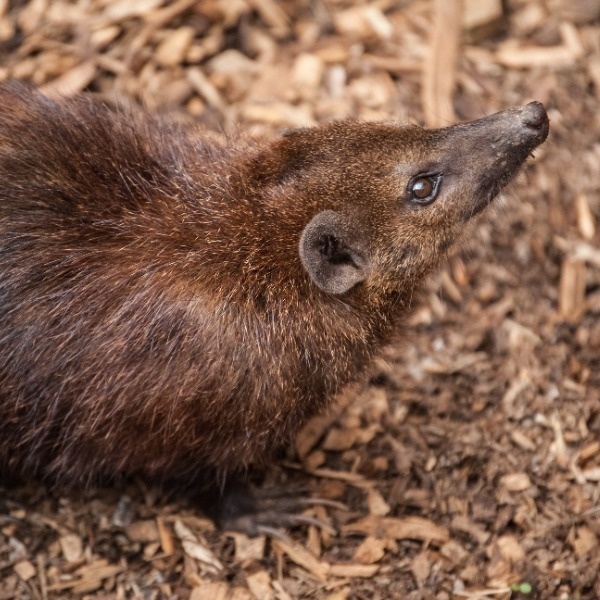 Long-nosed mongoose