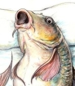 空想観賞魚店