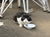 おたるよし