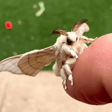 Niviscera