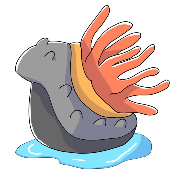 ナマコイソギンチャク