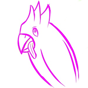 Parrot the 1st