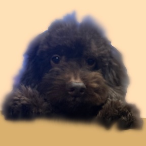 AshiKaga3Dのきまぐれショップ