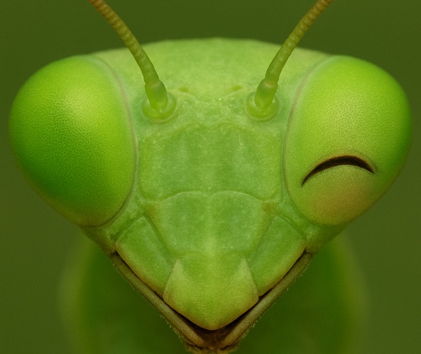 mantis-tsubame