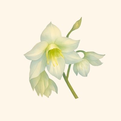 eucharisbouquet