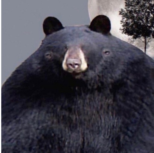 powerfulkuma3d
