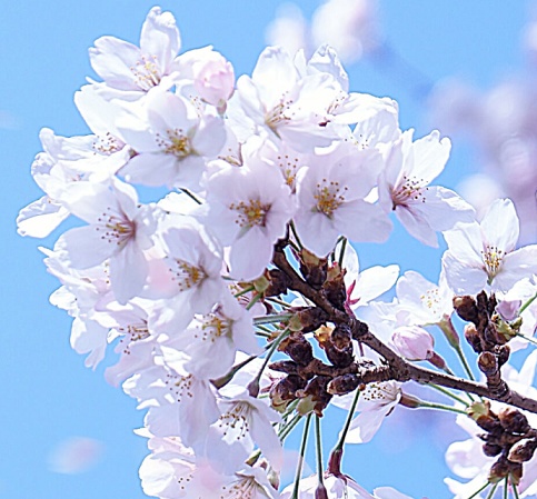 Sakura API Store